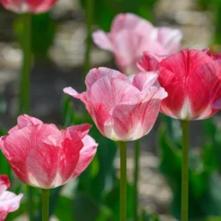 Tulip 'Hemisphere' -UK Garden Plants Sales 2024 tulip hemisphere 2 scaled