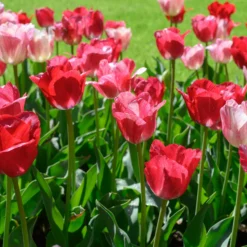 Tulip 'Hemisphere' -UK Garden Plants Sales 2024 tulip hemisphere 3 scaled