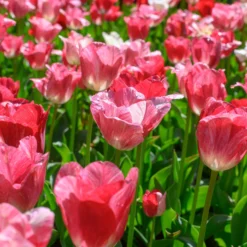 Tulip 'Hemisphere' -UK Garden Plants Sales 2024 tulip hemisphere 4 scaled