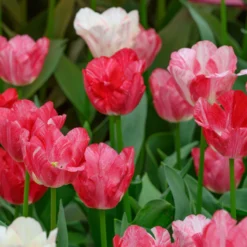 Tulip 'Hemisphere' -UK Garden Plants Sales 2024 tulip hemisphere 5 scaled