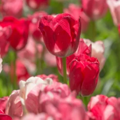 Tulip 'Hemisphere' -UK Garden Plants Sales 2024 tulip hemisphere 6 scaled