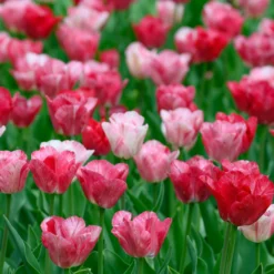 Tulip 'Hemisphere' -UK Garden Plants Sales 2024 tulip hemisphere 7 scaled