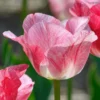 Tulip 'Hemisphere'