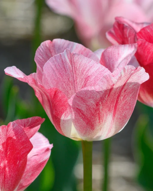 Tulip 'Hemisphere' -UK Garden Plants Sales 2024 tulip hemisphere 8 scaled