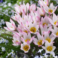 Tulip Cretica 'Hilde' -UK Garden Plants Sales 2024 tulip hilde 3