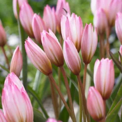Tulip Cretica 'Hilde' -UK Garden Plants Sales 2024 tulip hilde 4