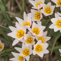 Tulip Cretica 'Hilde' -UK Garden Plants Sales 2024 tulip hilde 6 scaled