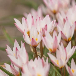 Tulip Cretica 'Hilde' -UK Garden Plants Sales 2024 tulip hilde 7 scaled