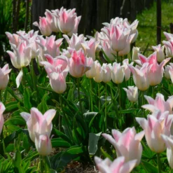 Tulip 'Holland Chic' 14 Tulip 'Holland Chic' -UK Garden Plants Sales 2024 tulip holland chic 1 scaled