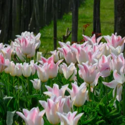 Tulip 'Holland Chic' 18 Tulip 'Holland Chic' -UK Garden Plants Sales 2024 tulip holland chic 2 scaled