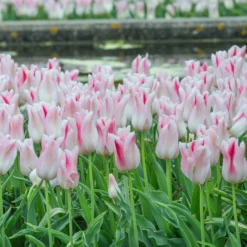 Tulip 'Holland Chic' 19 Tulip 'Holland Chic' -UK Garden Plants Sales 2024 tulip holland chic 3 scaled