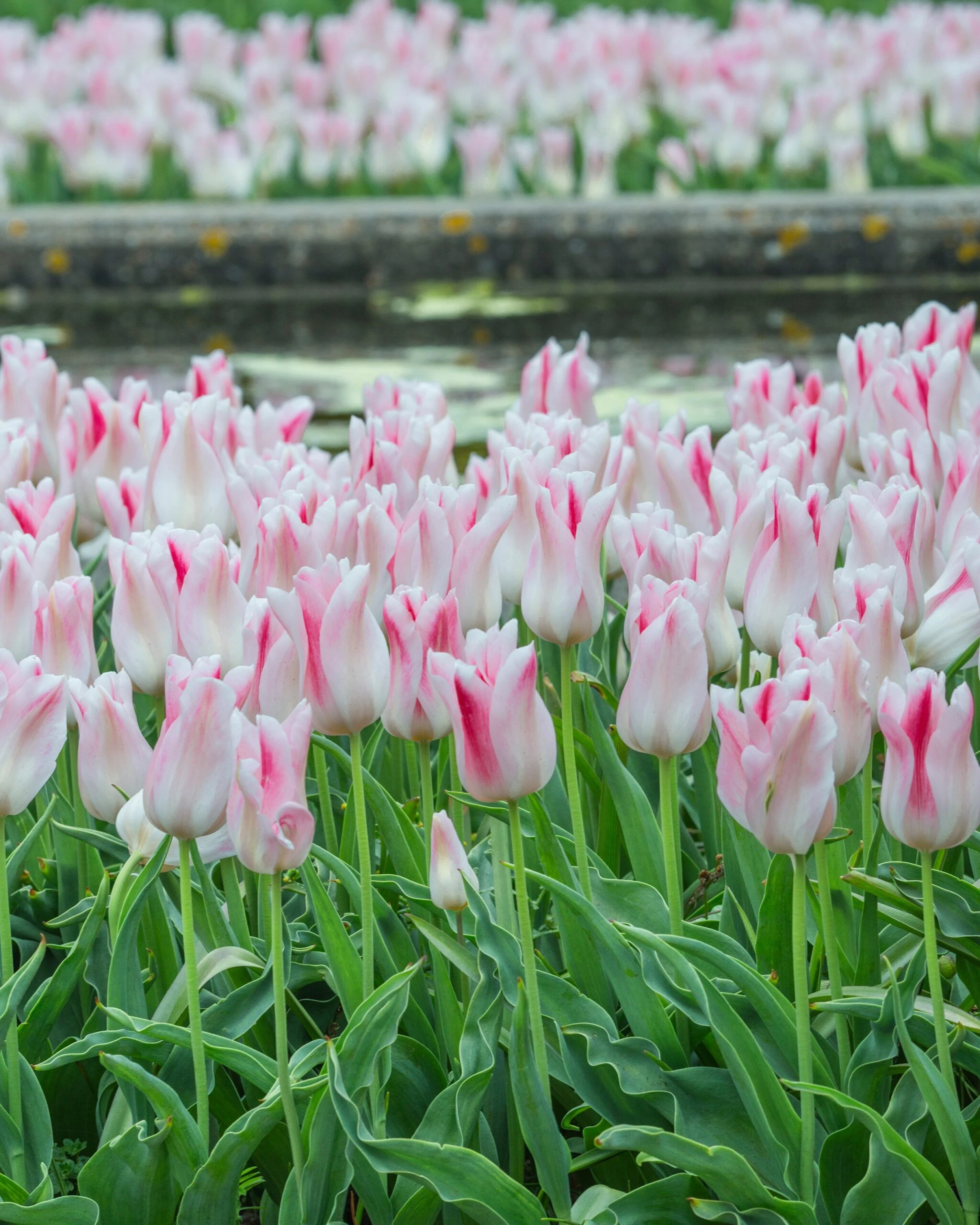 Tulip 'Holland Chic' 11 Tulip 'Holland Chic' - Image 9