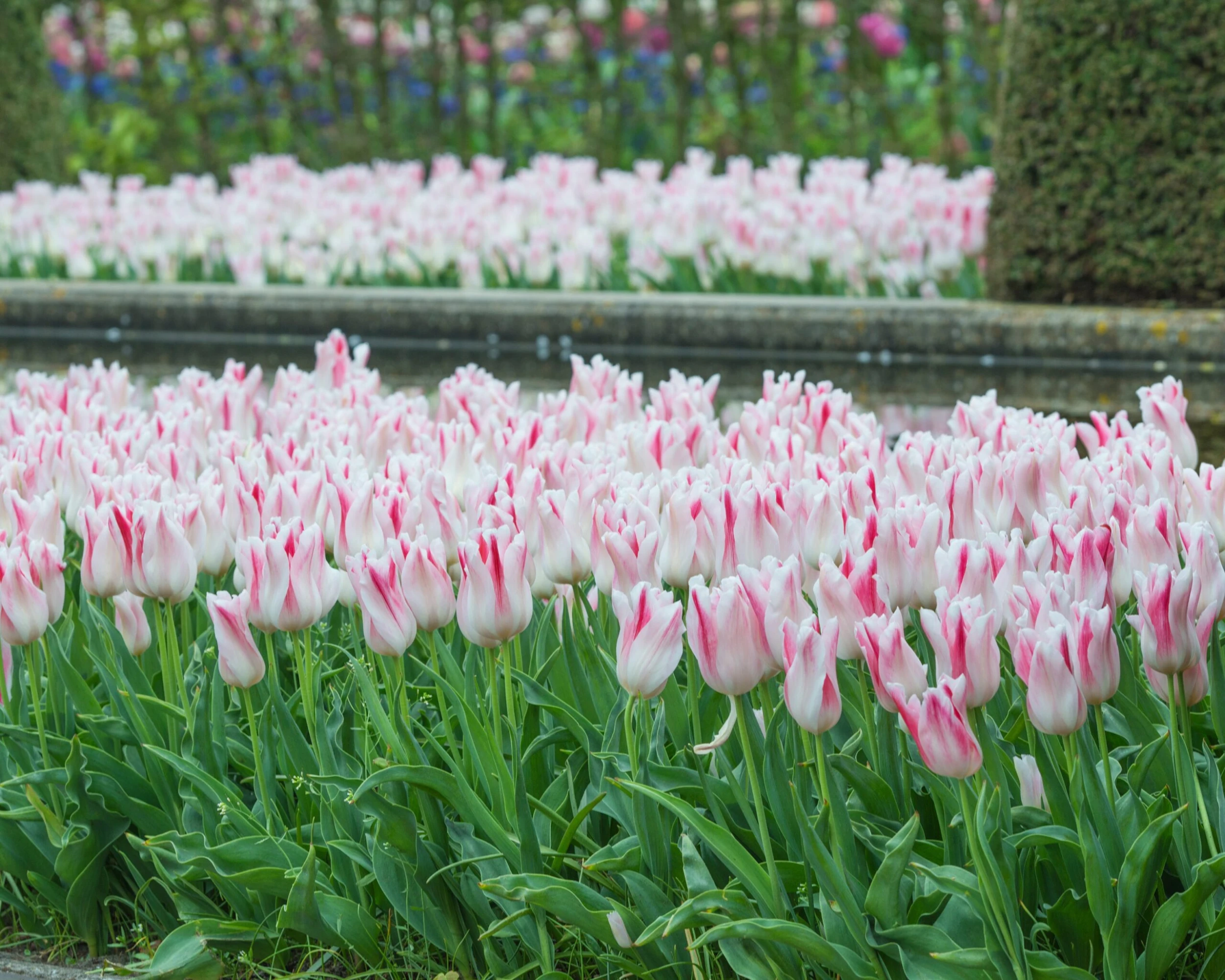 Tulip 'Holland Chic' 4 Tulip 'Holland Chic' - Image 2