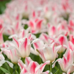 Tulip 'Holland Chic' 16 Tulip 'Holland Chic' -UK Garden Plants Sales 2024 tulip holland chic 5 scaled