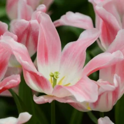 Tulip 'Holland Chic' 17 Tulip 'Holland Chic' -UK Garden Plants Sales 2024 tulip holland chic 6 scaled