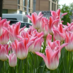 Tulip 'Holland Chic' 15 Tulip 'Holland Chic' -UK Garden Plants Sales 2024 tulip holland chic 7 scaled