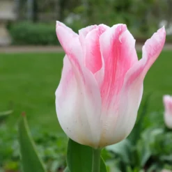 Tulip 'Holland Chic' 13 Tulip 'Holland Chic' -UK Garden Plants Sales 2024 tulip holland chic 8 scaled