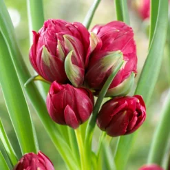 Tulip 'Tête-a-Tête' -UK Garden Plants Sales 2024 tulip humilis tete a tete 0 scaled