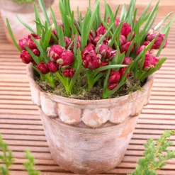 Tulip 'Tête-a-Tête' -UK Garden Plants Sales 2024 tulip humilis tete a tete 2 scaled