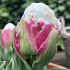 Tulip 'Ice Cream' -UK Garden Plants Sales 2024 tulip ice cream 01 scaled