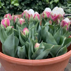 Tulip 'Ice Cream' -UK Garden Plants Sales 2024 tulip ice cream 02 scaled