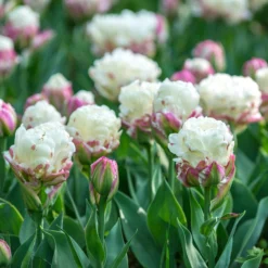 Tulip 'Ice Cream' -UK Garden Plants Sales 2024 tulip ice cream 1