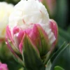 Tulip 'Ice Cream' -UK Garden Plants Sales 2024 tulip ice cream 1 17dc2532 8608 49ff bd8b 7b4d95ee9122