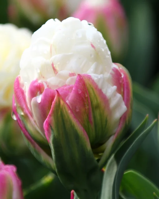 Tulip 'Ice Cream' -UK Garden Plants Sales 2024 tulip ice cream 1 17dc2532 8608 49ff bd8b 7b4d95ee9122