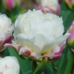 Tulip 'Ice Cream' -UK Garden Plants Sales 2024 tulip ice cream 4