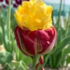 Tulip 'Ice Cream Banana' -UK Garden Plants Sales 2024 tulip ice cream banana 0 scaled