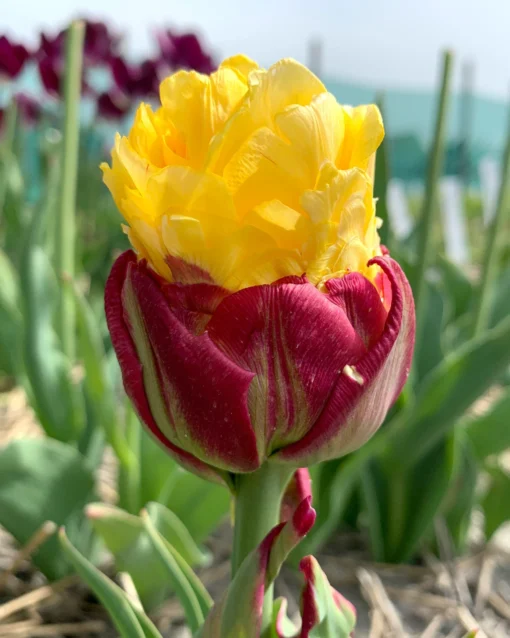 Tulip 'Ice Cream Banana' -UK Garden Plants Sales 2024 tulip ice cream banana 0 scaled
