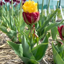 Tulip 'Ice Cream Banana' -UK Garden Plants Sales 2024 tulip ice cream banana 01 scaled