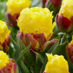 Tulip 'Ice Cream Banana' -UK Garden Plants Sales 2024 tulip ice cream banana 2