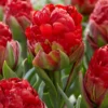Tulip 'Ice Cream Strawberry' -UK Garden Plants Sales 2024 tulip ice cream strawberry 1