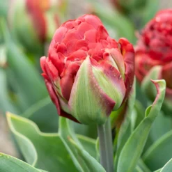 Tulip 'Ice Cream Strawberry' -UK Garden Plants Sales 2024 tulip ice cream strawberry 3