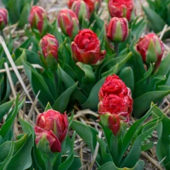 Tulip 'Ice Cream Strawberry' -UK Garden Plants Sales 2024 tulip ice cream strawberry 4 scaled