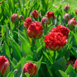 Tulip 'Ice Cream Strawberry' -UK Garden Plants Sales 2024 tulip ice cream strawberry 5 scaled