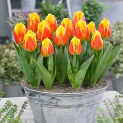 Tulip 'Ice Lolly' -UK Garden Plants Sales 2024 tulip ice lolly 0 scaled