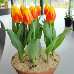 Tulip 'Ice Lolly' -UK Garden Plants Sales 2024 tulip ice lolly 2