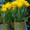 Tulip 'Ice Lolly' 1 Tulip 'Ice Lolly' -UK Garden Plants Sales 2024 tulip ice lolly 3