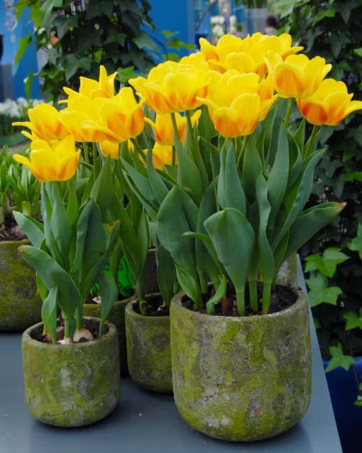 Tulip 'Ice Lolly' -UK Garden Plants Sales 2024 tulip ice lolly 3