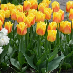 Tulip 'Ice Lolly' -UK Garden Plants Sales 2024 tulip ice lolly 4