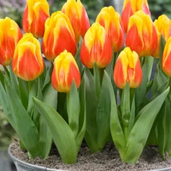 Tulip 'Ice Lolly' -UK Garden Plants Sales 2024 tulip ice lolly 5 scaled