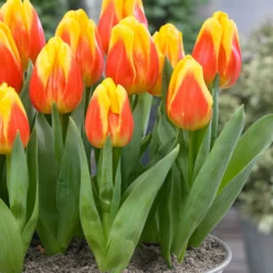 Tulip 'Ice Lolly' -UK Garden Plants Sales 2024 tulip ice lolly 6 scaled