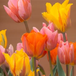 Tulip Collection 'Irene's Heirloom' 23 Tulip Collection 'Irene's Heirloom' -UK Garden Plants Sales 2024 tulip irene heirloom 1