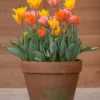 Tulip Collection 'Irene's Heirloom' -UK Garden Plants Sales 2024 tulip irene heirloom 2 scaled