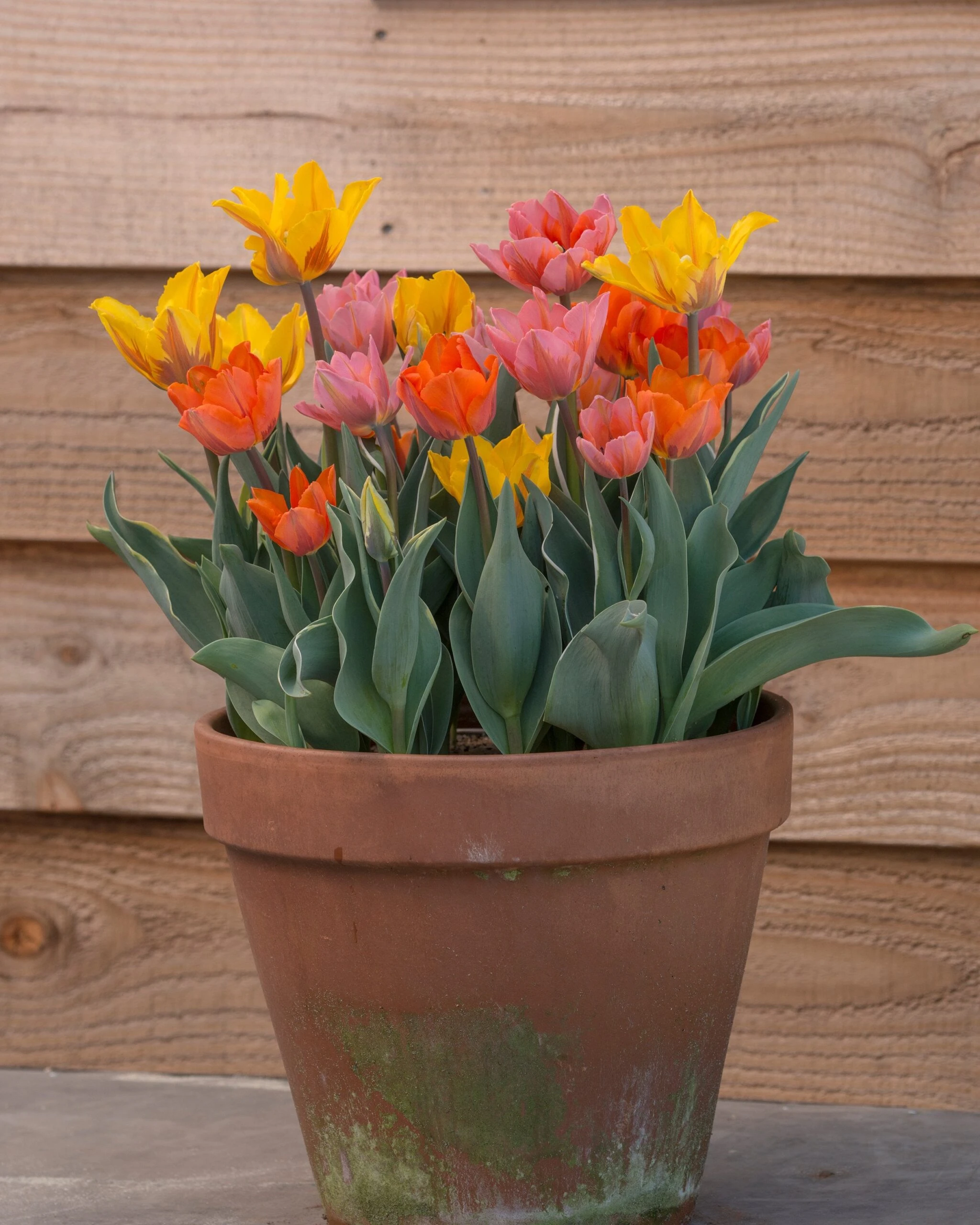 Tulip Collection 'Irene's Heirloom' 15 Tulip Collection 'Irene's Heirloom' - Image 13