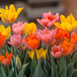 Tulip Collection 'Irene's Heirloom' 19 Tulip Collection 'Irene's Heirloom' -UK Garden Plants Sales 2024 tulip irene heirloom 7 scaled