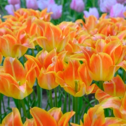 Front Page -UK Garden Plants Sales 2024 tulip je taime 1 scaled