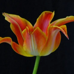 Tulip 'Je T'aime' -UK Garden Plants Sales 2024 tulip je taime 2